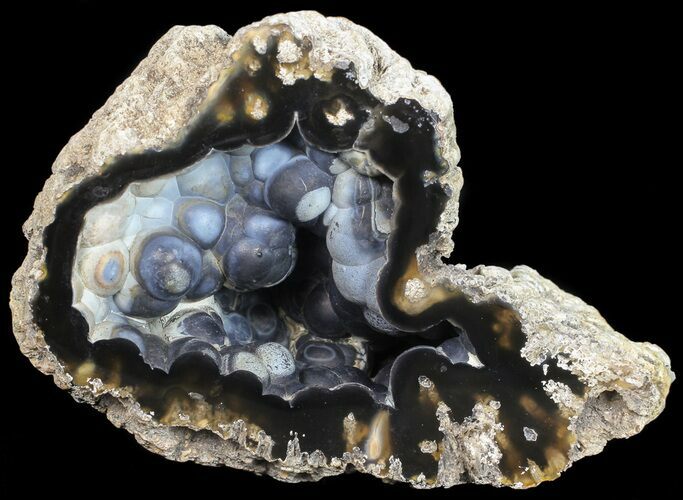 Beautiful, Agatized Fossil Coral Geode - Florida #56088